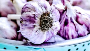 garlic in strainer (Lyme disease concept)