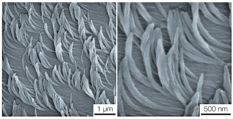 An electron microscope image of banana-shaped nanofibers templated with a liquid crystal