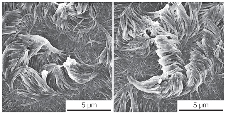 An electron microscope image of two arrays of fibers curving in opposite directions