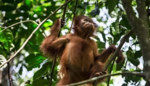orangutan in trees - palm oil