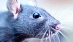 rat close-up portrait shot (navigation concept)