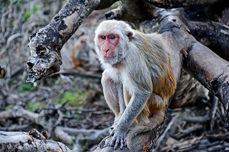 rhesus macaque