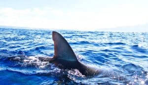 shark fin in the water