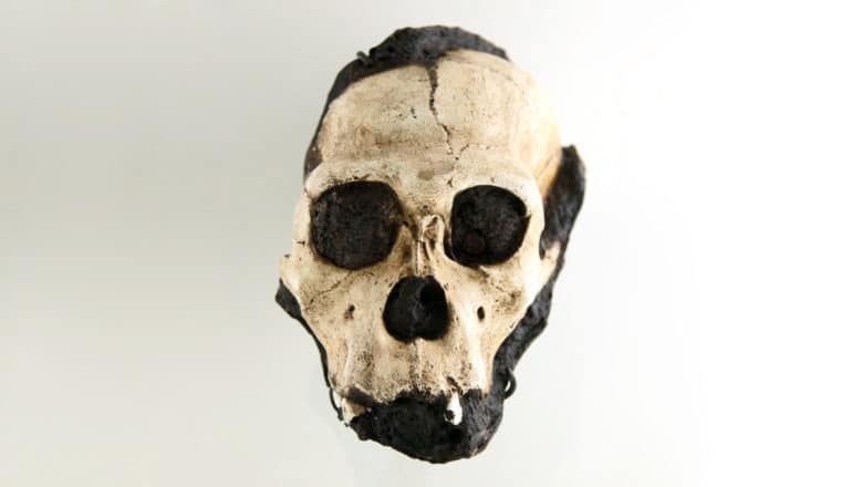 Australopithecus sediba skull of juvenile male