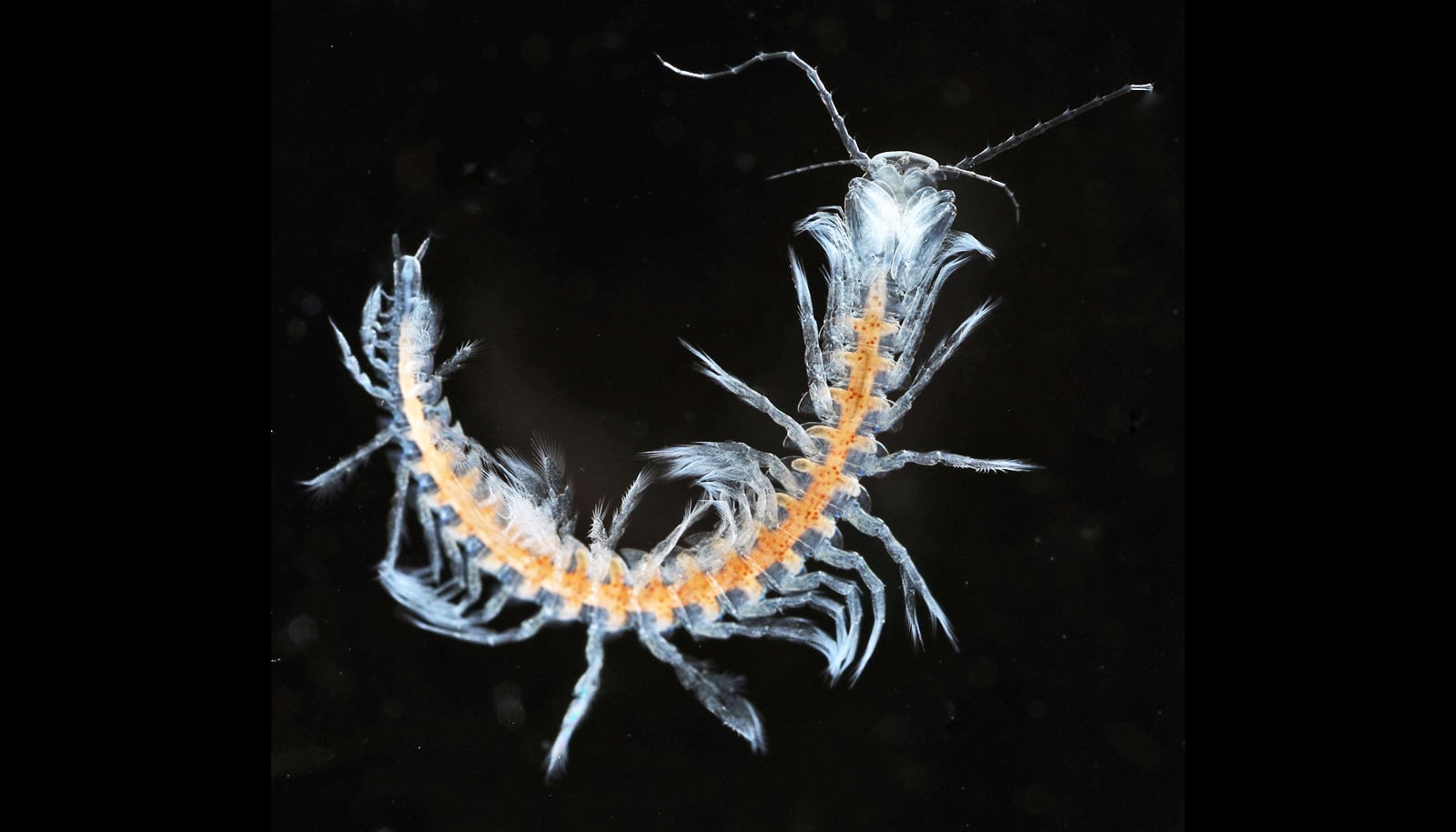 New cave creature is like a 'swimming centipede' - Futurity New cave creature is like a 'swimming centipede' - Futurity