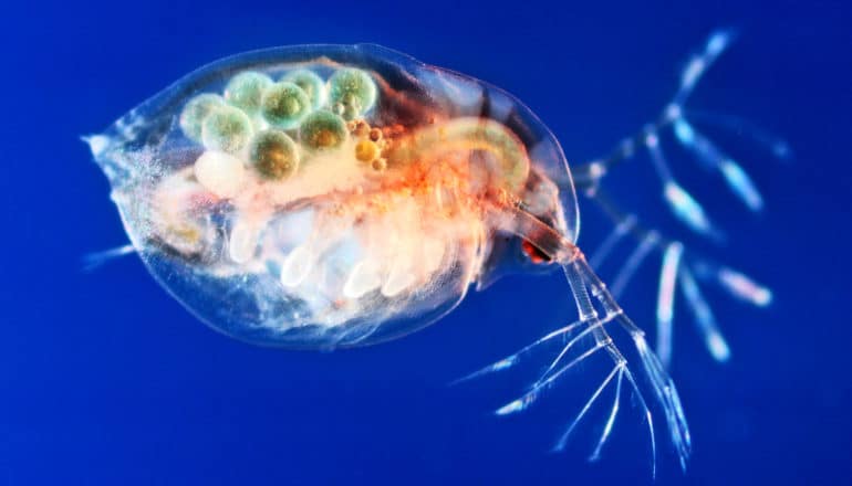 daphnia water flea on blue