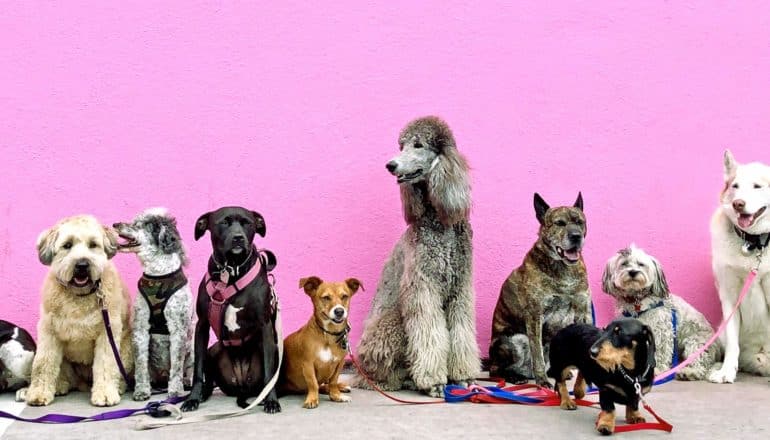 bigger dogs and smaller dogs against pink wall