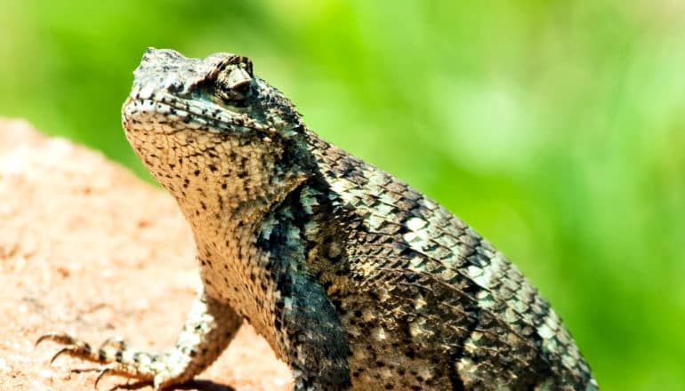 fence lizard