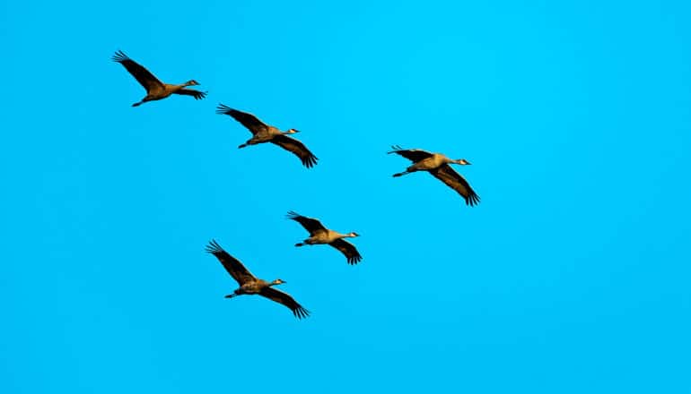 flying geese