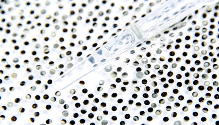 frog eggs on white and pipette tip