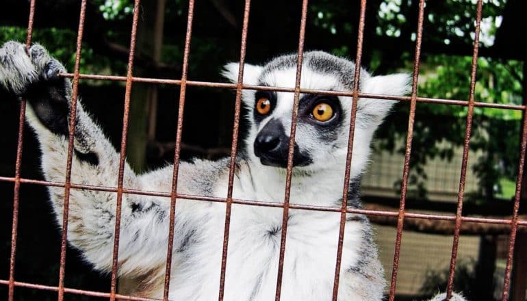 lemur behind bars
