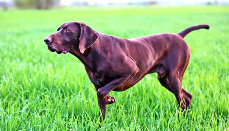 pointing dog in grass
