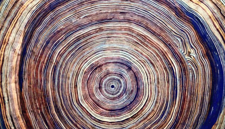 tree rings