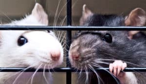 two rats in a cage