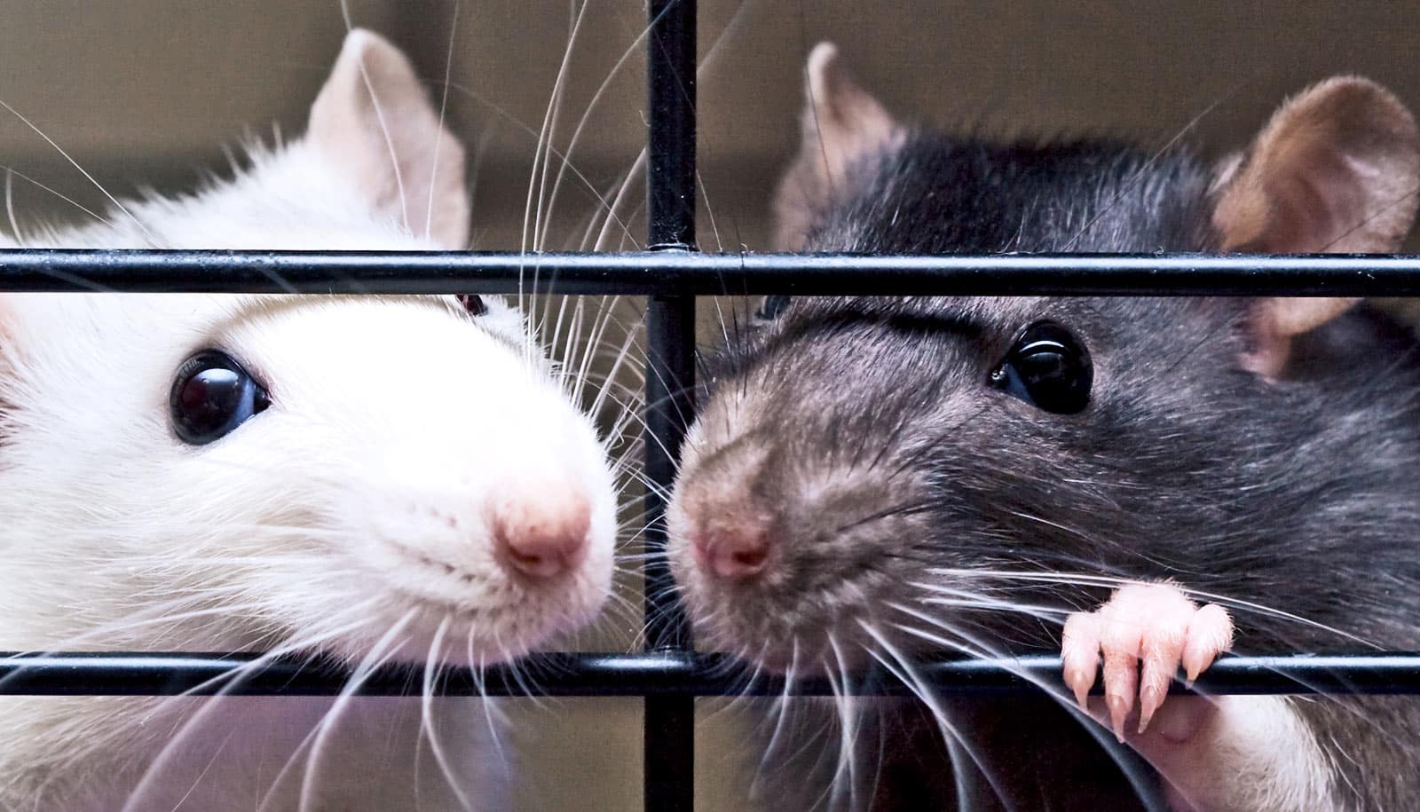 Мышей в идеальные условия. Лабораторные мыши. Лабораторная крыса. Лабораторные мыши и крысы.