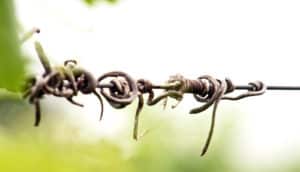 vine wrapped around a wire