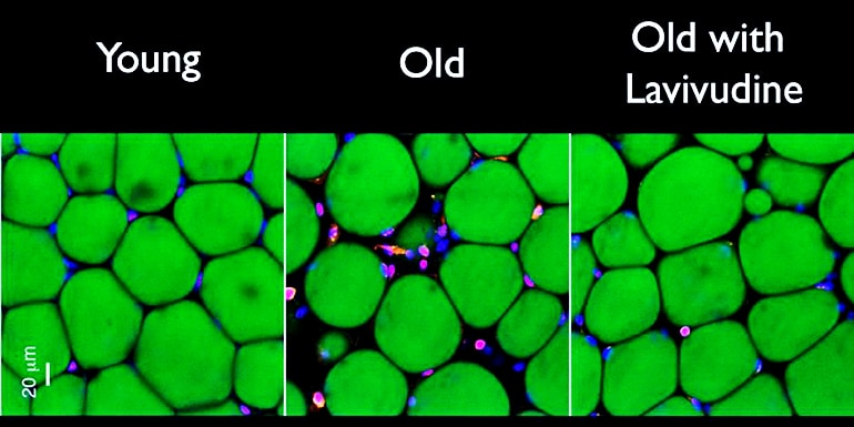 mouse tissue comparison