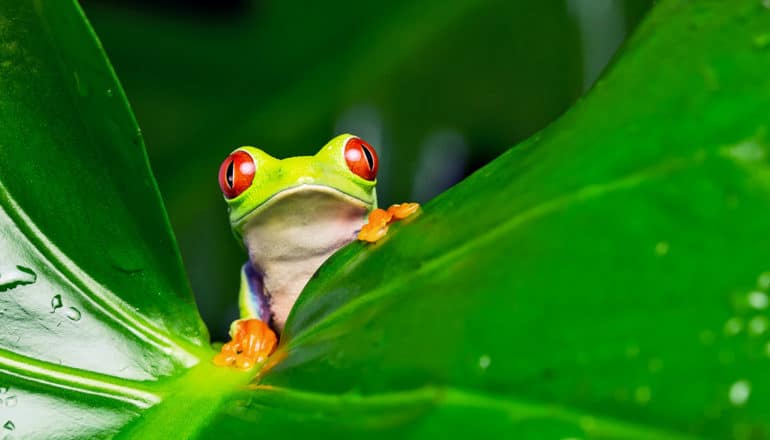 red-eyed tree frog (Amazon rainforest concept)