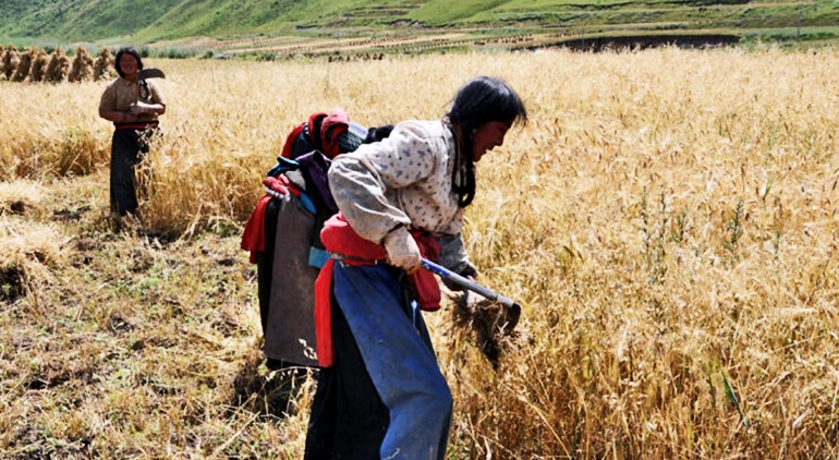 barley harvest