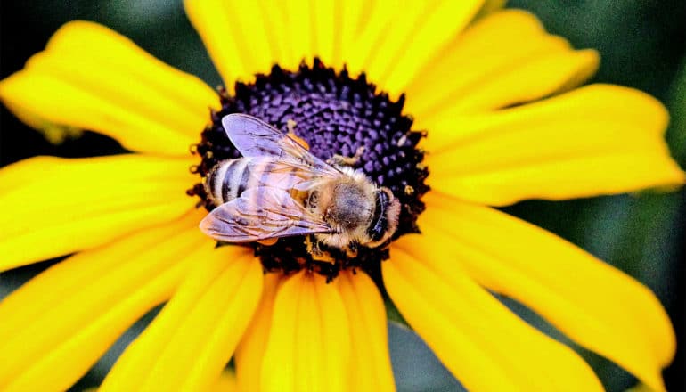 bee on yellow flower