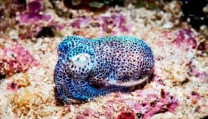 bobtail squid