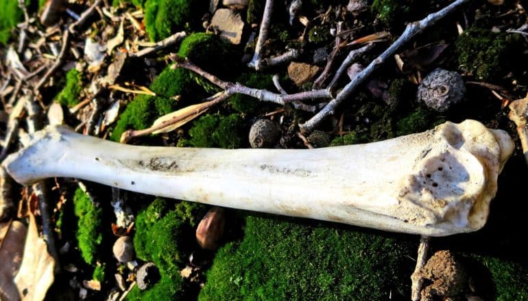 deer bone on mossy ground