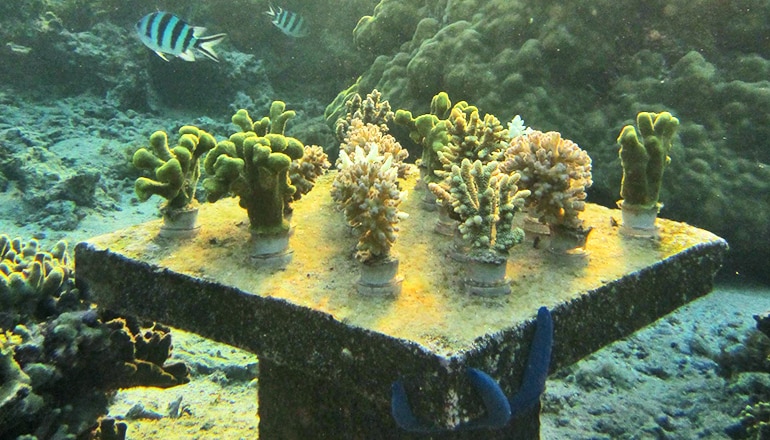 coral table 2