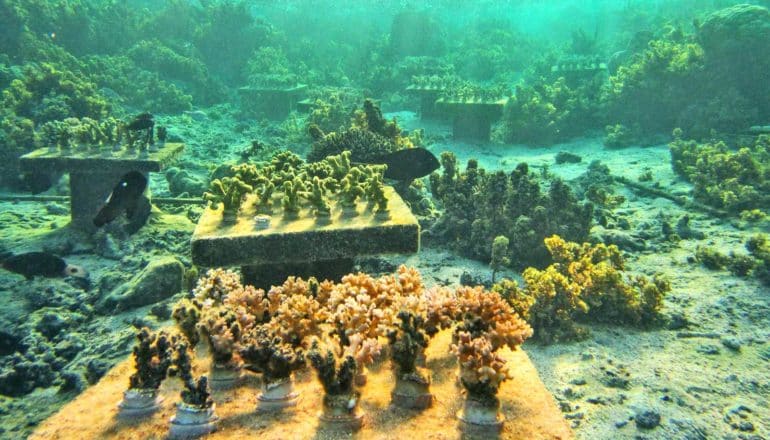 coral tables underwater