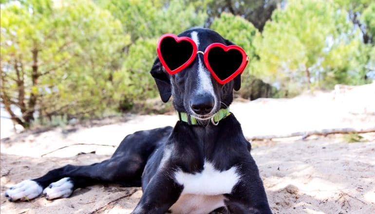 dog wearing heart sunglasses