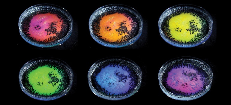 A petri dish containing transparent droplet emulsions made from a mixture of oils of different density and water-based surfactants photographed from different angles.