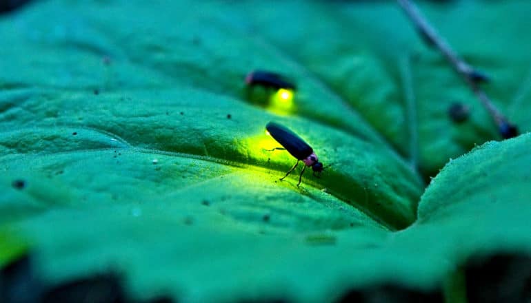 fireflies on a leaf
