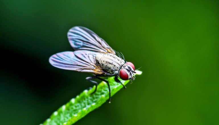 fruit fly on grass