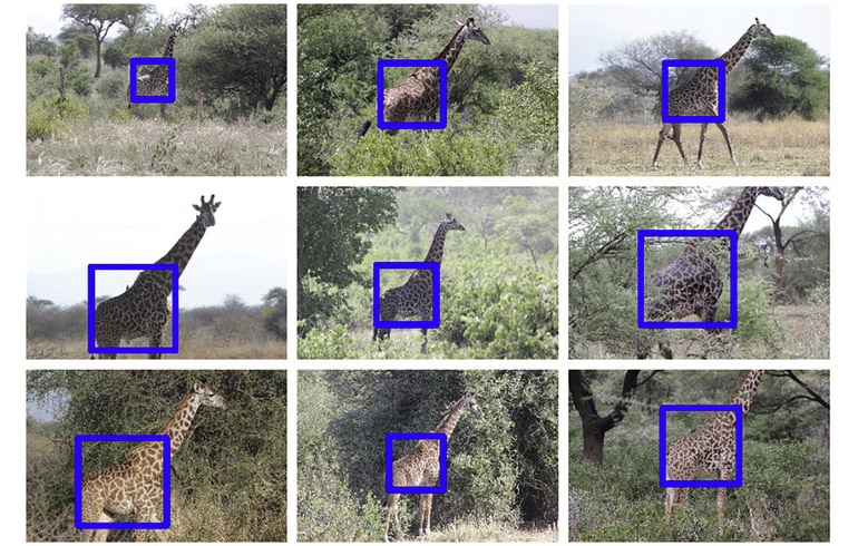 blue squares on giraffe torsos in photos