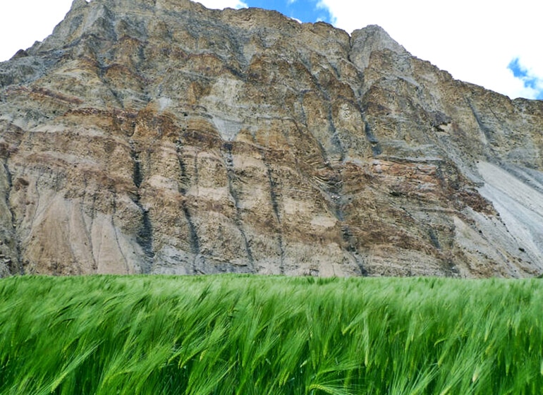 Winter barley field