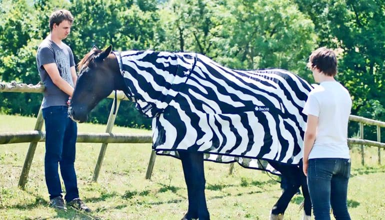 horse with zebra coat