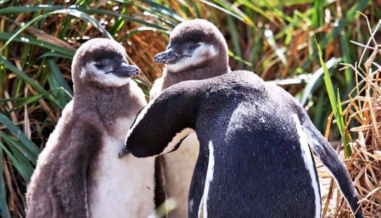 penguin parent and two chicks