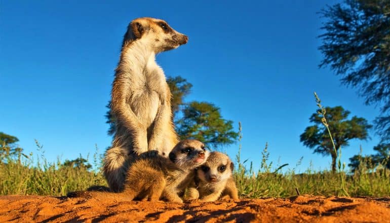 meerkat family