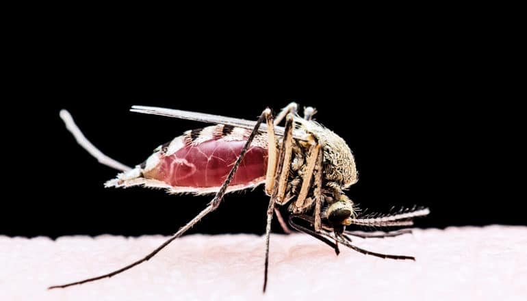 mosquito on black (mosquitoes concept)