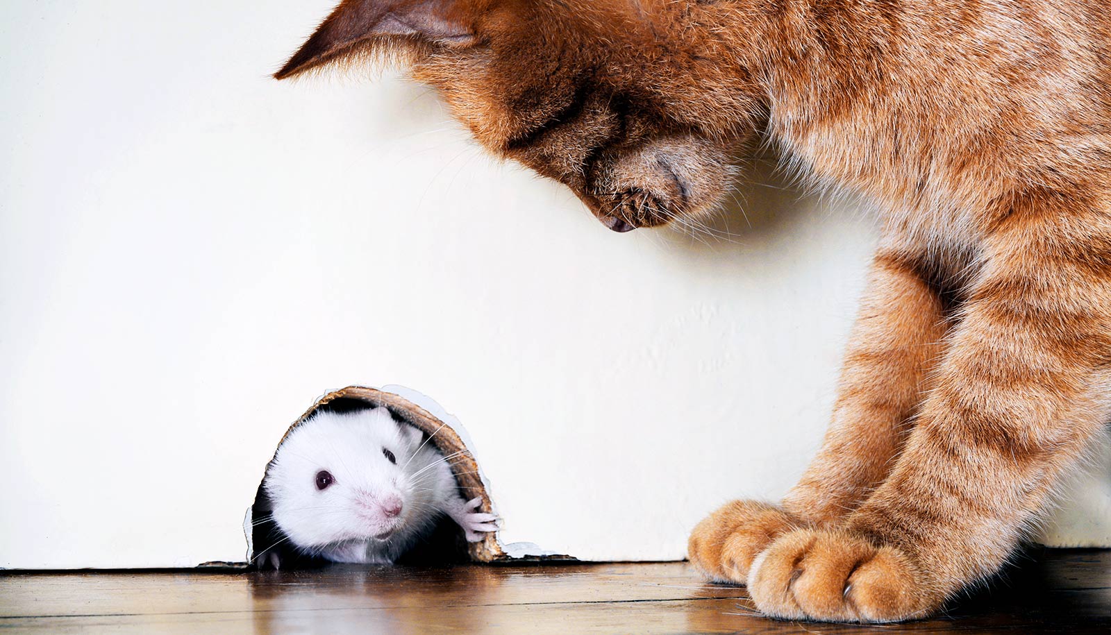 Serotonin guides fight or flight response in mice WordDisk