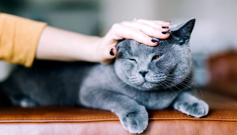 patting the cat