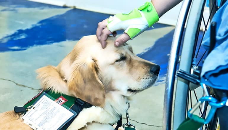 petting service dog