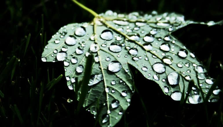 raindrops on underside of a leaf