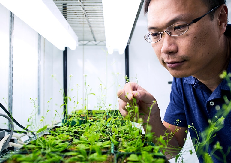 researcher with plants