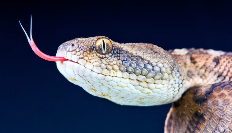 snake saw-scaled viper (snakebites concept)