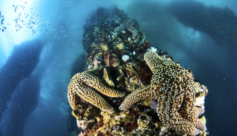 star fish on oil rig