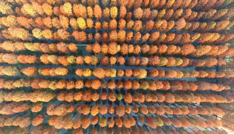 aerial view of orange trees in China
