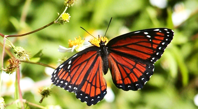 viceroy butterfly