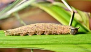 caterpillar on green leaf