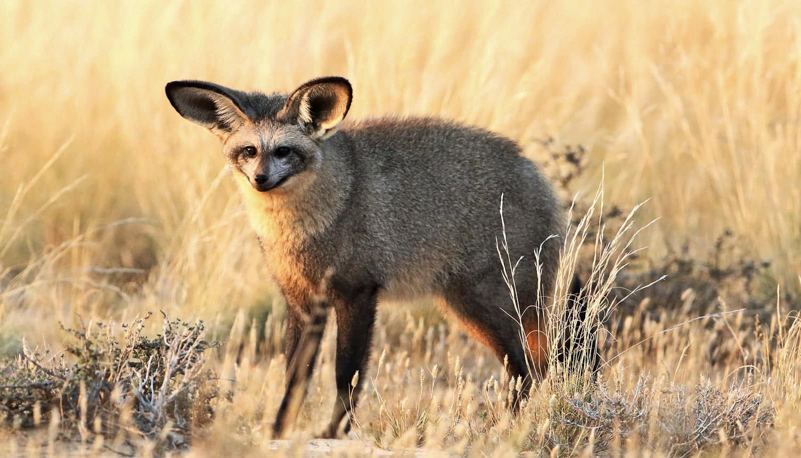 bat-eared fox in yellow grass