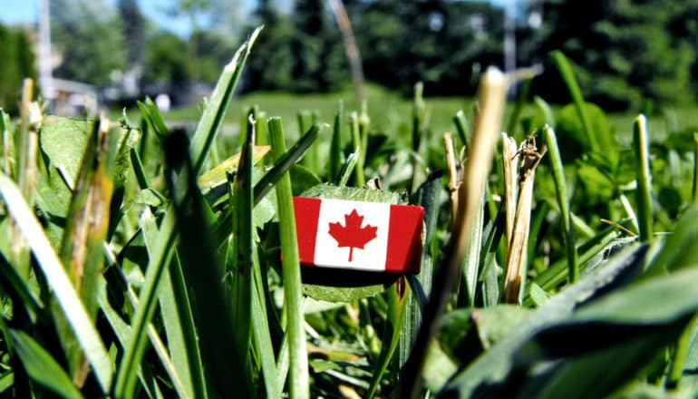 tiny canadian flag in grass